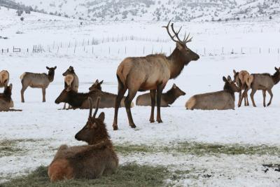 Hyrum Elk