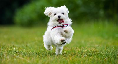 dog image